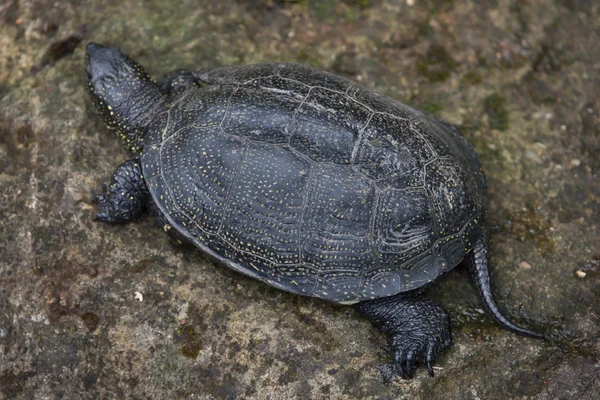 Pontussköldpaddor (Emys orbicularis)). — Stockfoto
