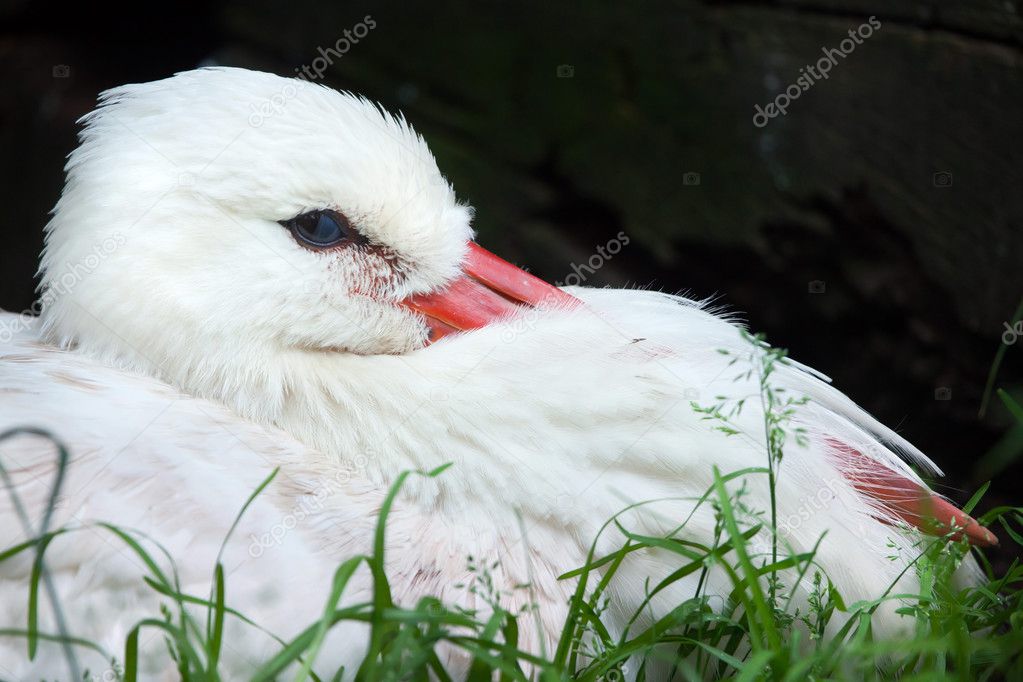 White stork (Ciconia ciconia). 