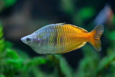 Boeseman'ın rainbowfish (Melanotaenia boesemani).