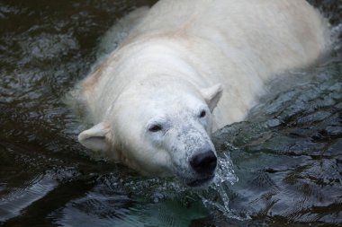 kutup ayısı (ursus maritimus). 
