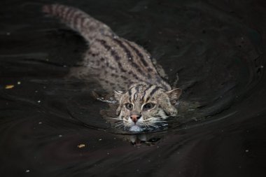 balıkçı kedi (Prionailurus viverrinus). 