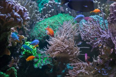 Great Barrier Reef, tropikal balık.