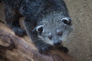 Binturong (Arctictis binturong)