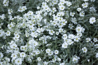 Snow-in-Summer (Cerastium tomentosum). 