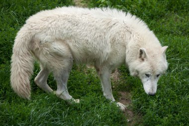 Kuzey Kutbu Kurdu (köpek lupus arctos))