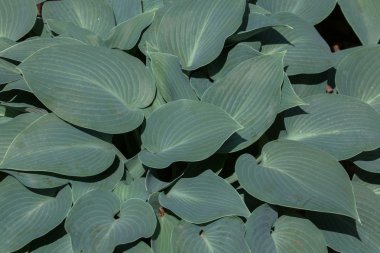 Siebold's hosta (Hosta sieboldiana).  clipart