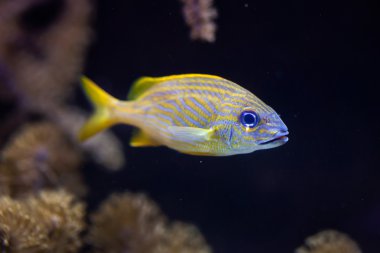 Fransız homurtu (Haemulon flavolineatum).