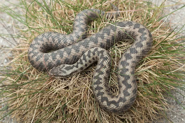 Evropská zmije (Vipera Berus). — Stock fotografie