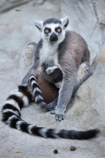 Ring-tailed lemurer — Stockfoto