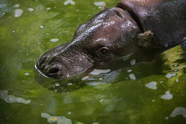 Pygmy hippopotamus (Choeropsis liberiensis). — Stok Foto