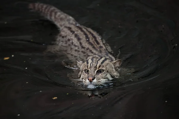 Gato pescador (Prionailurus viverrinus ). — Foto de Stock