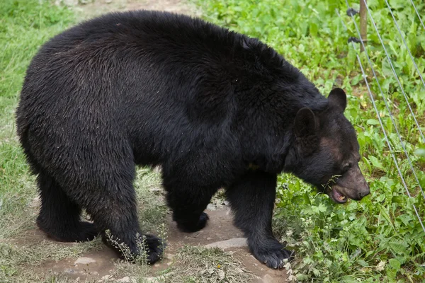 Beruang hitam Amerika (Ursus americanus ). — Stok Foto
