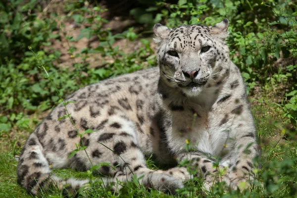 Leopardo de la nieve (Panthera uncia). — Foto de Stock