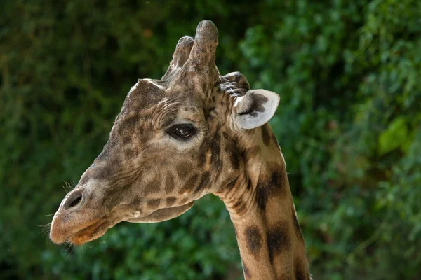 Girafa de Kordofan (Giraffa camelopardalis antiquorum ) — Fotografia de Stock