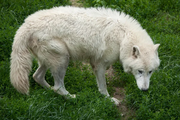 Lobo ártico (Canis lupus arctos ) — Foto de Stock