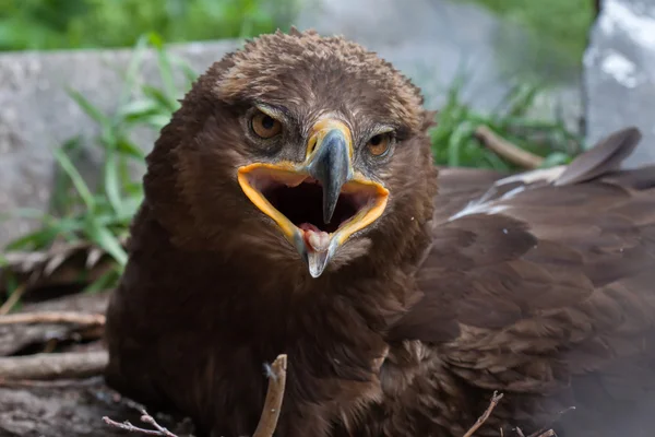 Steppe eagle (Aquila nipalensis). — Stockfoto