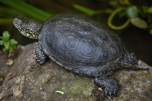European pond turtle — Stock Photo, Image