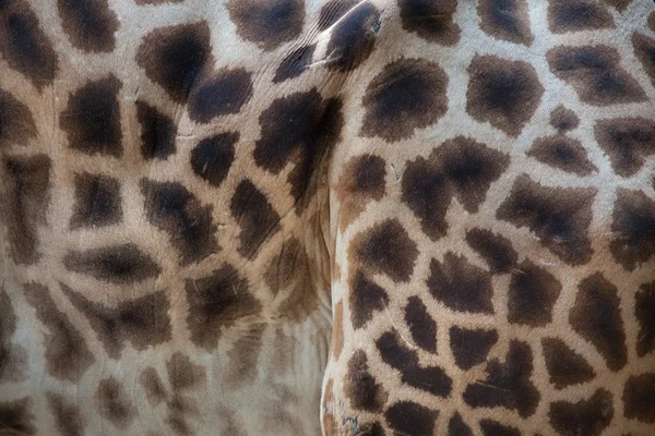 Кордофанский жираф (Giraffa camelopardalis antiquorum ). — стоковое фото