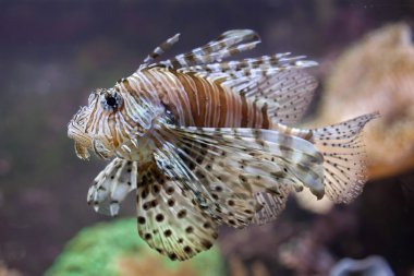 Kırmızı lionfish (Pterois volitans).