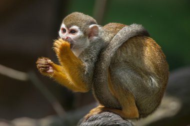 Common squirrel monkey  clipart