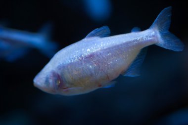 Meksika tetra (astyanax mexicanus).