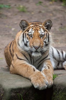 Siberian tiger (Panthera tigris altaica). clipart