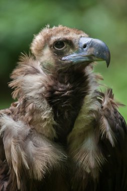 Boz akbaba (aegypius monachus)