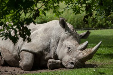 güneyli beyaz gergedan