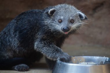 Binturong (Arctictis binturong)