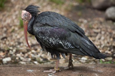 Kuzey kel Ibis (geronticus eremita).