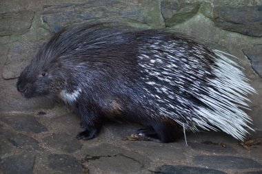 Hint tepeli kirpi (Hystrix indica)