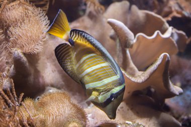 Sailfin tang (Zebrasoma veliferum).