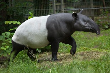 Malaya tapiri (tapirus indicus).