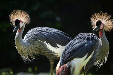East African crowned cranes clipart