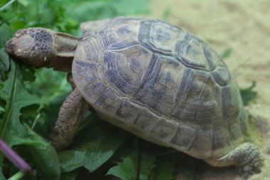 Rus kaplumbağa (Agrionemys horsfieldii)
