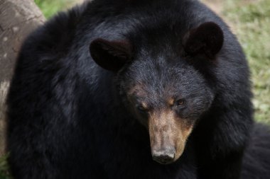 Amerikan kara ayısı (Ursus americanus).