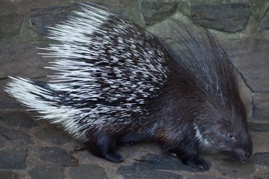 Hint tepeli kirpi (Hystrix indica)