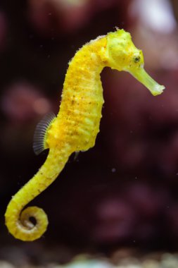 İnce deniz atı (Hippocampus reidi).