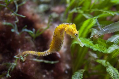 İnce deniz atı (Hippocampus reidi).