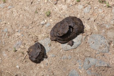 Misk öküz (Ovibos moschatus excrements). 