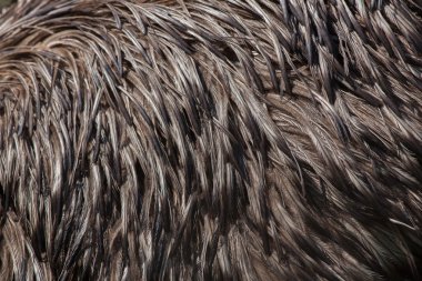 EMU (Dromaius novaehollandiae). Kuş tüyü doku.