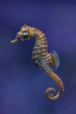 kısa burunlu deniz atı