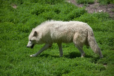 Kuzey Kutbu Kurdu (köpek lupus arctos))