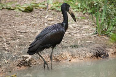 Afrika openbill (Anastomus lamelligerus).