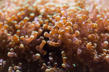 Çiçek mantar mercan 