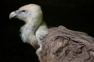 Griffon akbabası (Gyps fulvus).