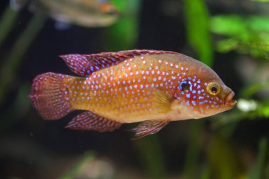 Afrika jewelfish (Hemichromis bimaculatus).