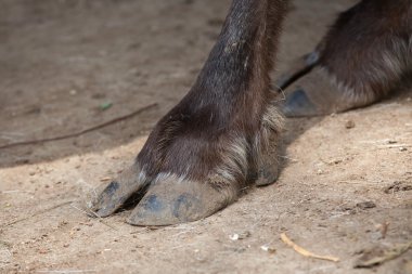 Hoof of domestic reindeer clipart