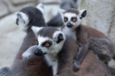 Ring-Tailed Lemurlar