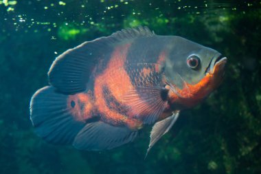 Oscar balığı (Astronotus ocellatus).
